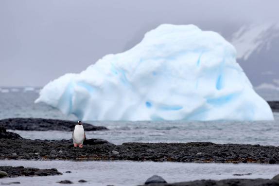 Um pinguim gentoo na praia de Brown Bluff, na Antártida (foto de Brian Myers)